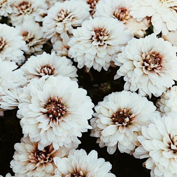 Meet your Posher, Margaux - Picture 1 of 1